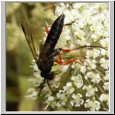 Tenthredo atra - Blattwespe 03a.jpg